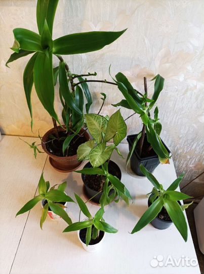 Золотой ус и сингониум батерфляй