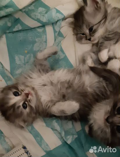 Британские Котята в добрые руки бесплатно