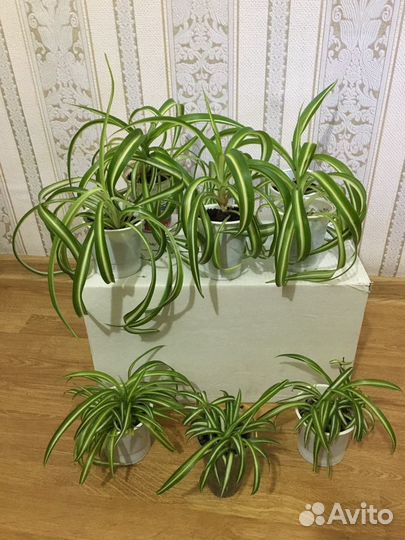Хлорофитум кучерявый и обычный.Комнатные растения