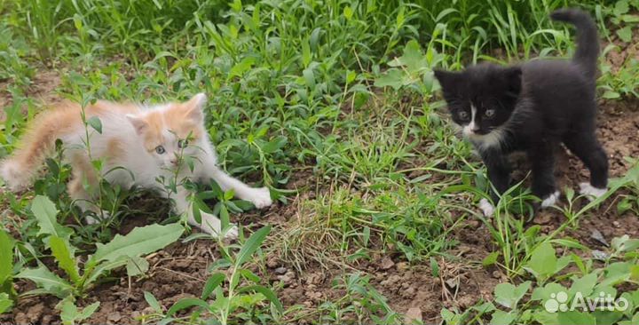 Котята вислоухие