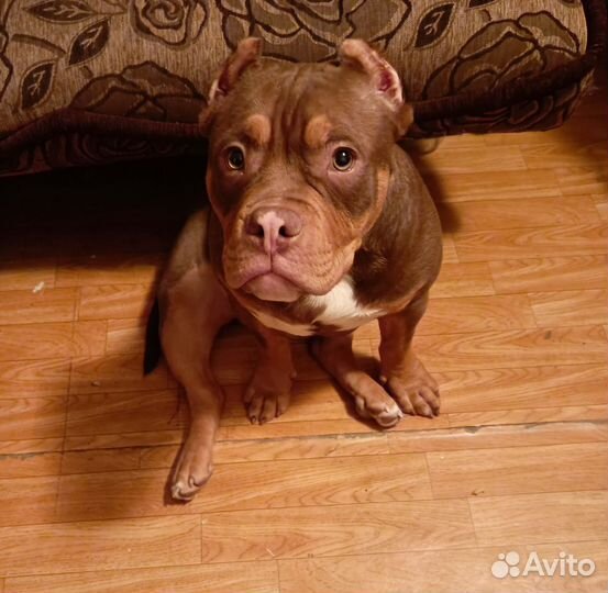 Предлагает вязку американский були