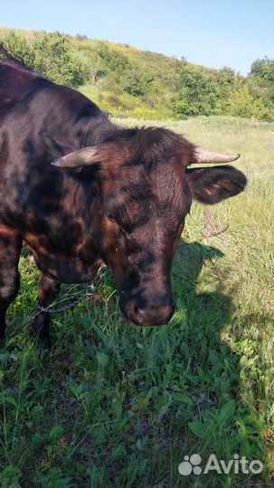 Тёлка стельная