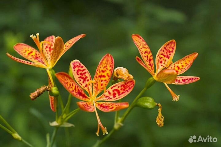 Беламканда тигровая