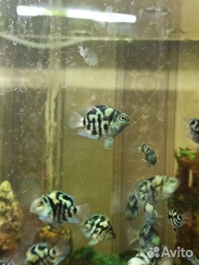Аквариумные рыбки