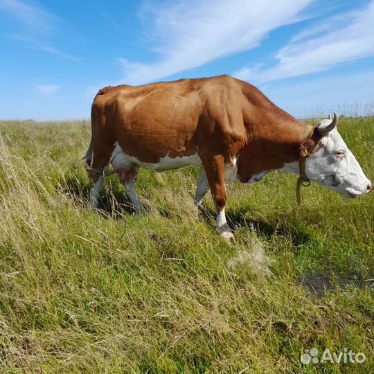 Корова высокоудойная
