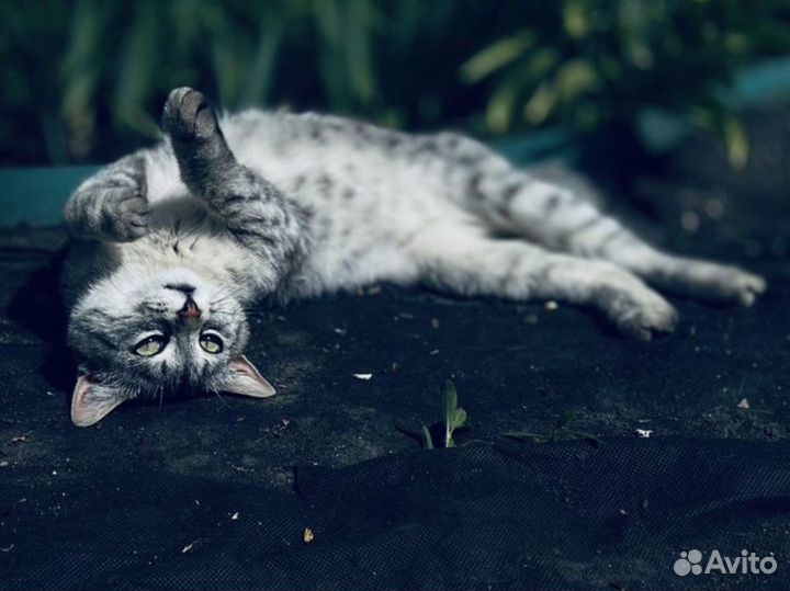 Кошка в частный дом