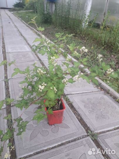 Спирея стелющаяся