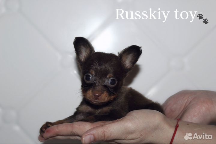 Щенки русский той длинношерстный