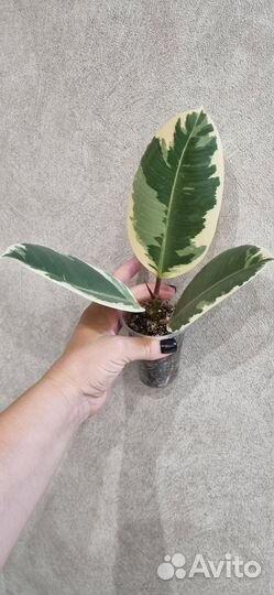 Фикус каучуконосный тинеке