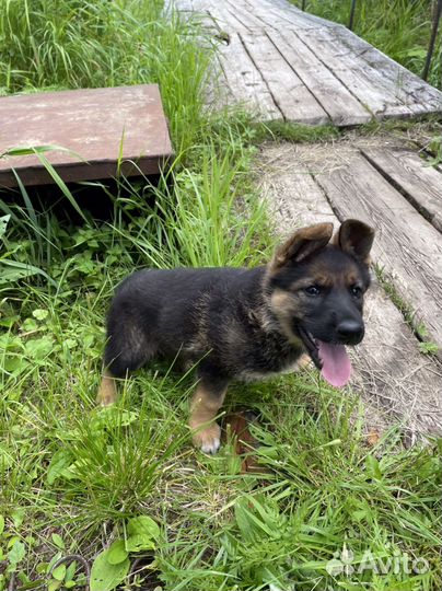 Немецкая овчарка