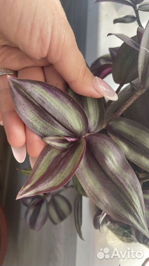 Традесканция зебрина