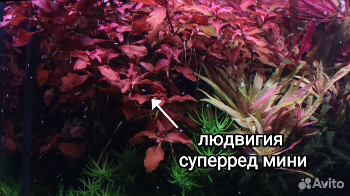 Красивые быстрорастущие аквариумные растения