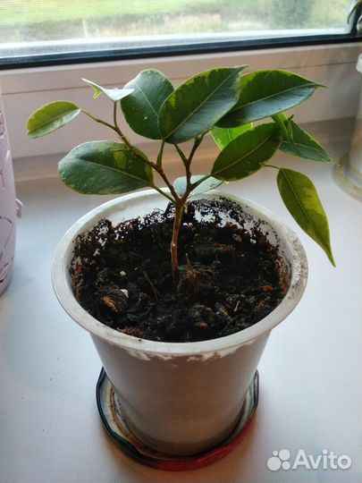 Фикус бенджамина пестролистный