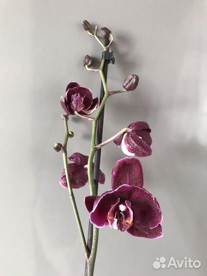 Орхидея фаленопсис разные