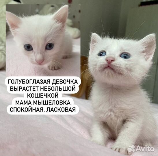 Беленький котенок девочка в добрые руки