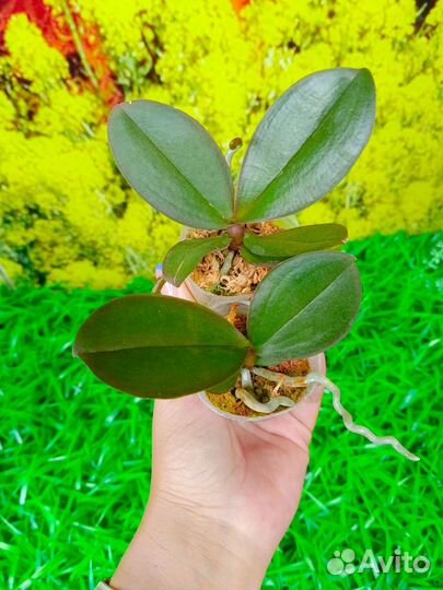 Орхидея фаленопсис биг лип