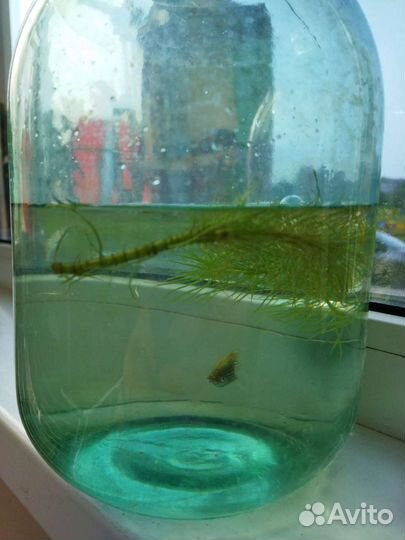 Аквариумная рыбка данио