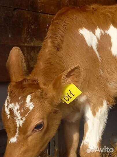 Телята бычки