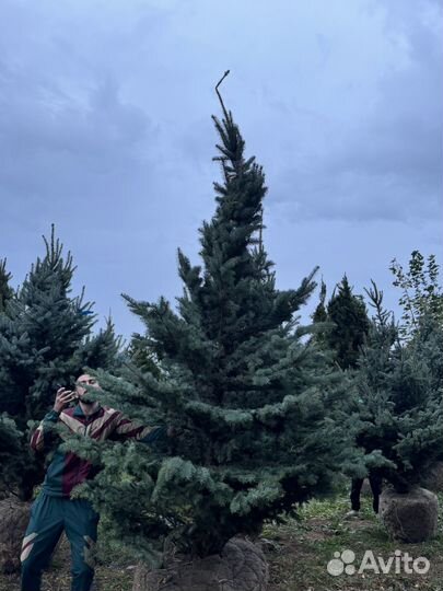 Ель Голубая Глаука