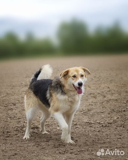 Собака метис русской гончей