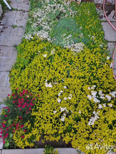 Очиток почвопокровный