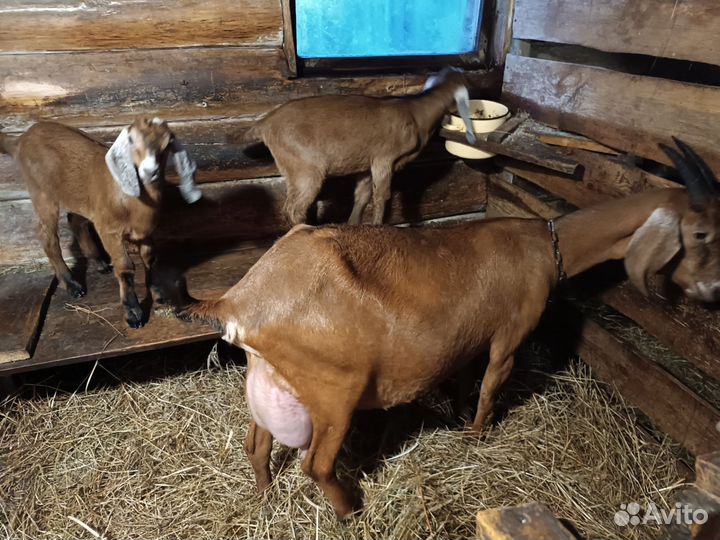 Продам козлят