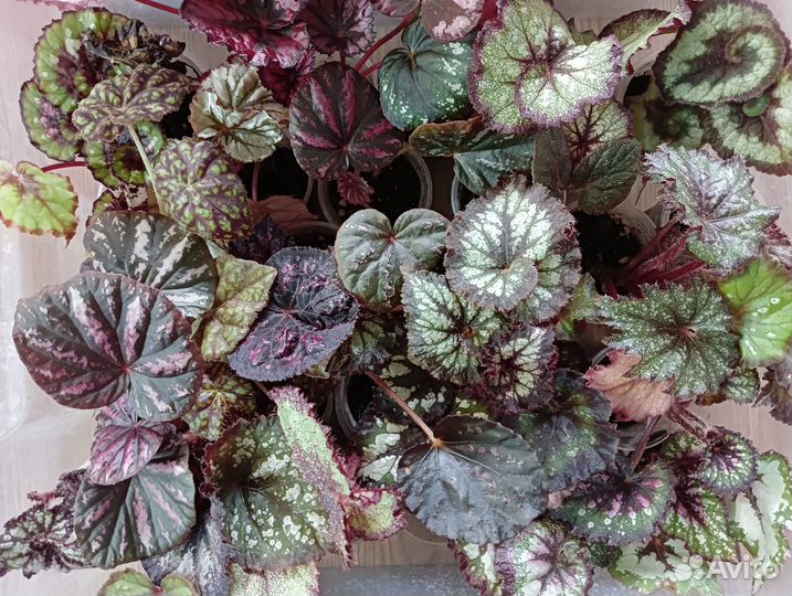 Продам бегонии