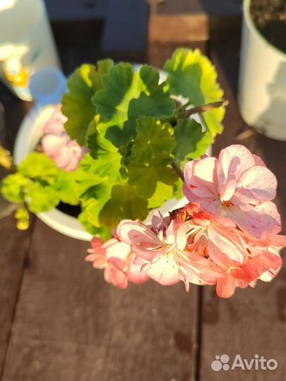 Мини гераньки сортовые