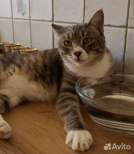 Котик Тишка ищет дом
