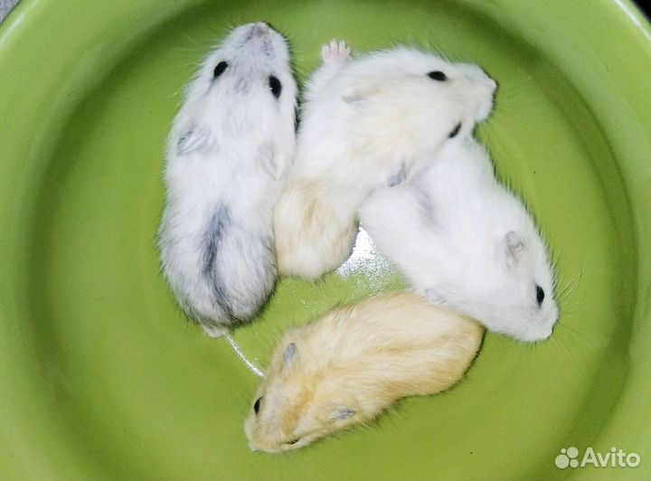 Разноцветные, джунгарские хомячки (мандарин, жемчу