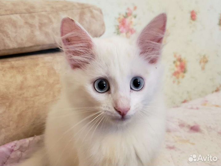 Котенок в дар бесплатно