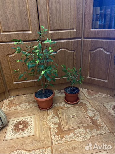 Фикус Наташа