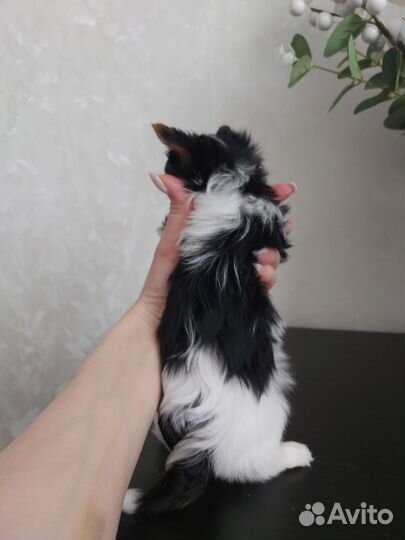 Бивер йорк