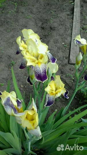 Ирисы