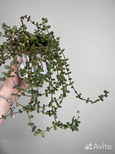 Седум буритто сталя суккуленты