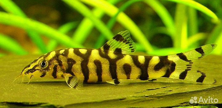 Боция Лохаката (арт 7003)