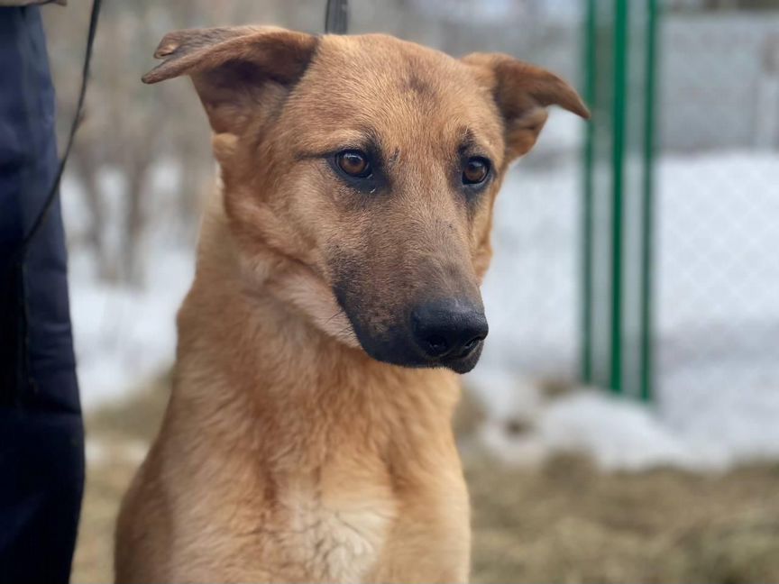 Пёсик Рекс мечтает быть домашним. В добрые руки