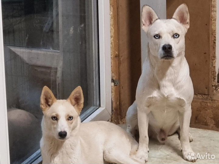 Бульхас (щенки)