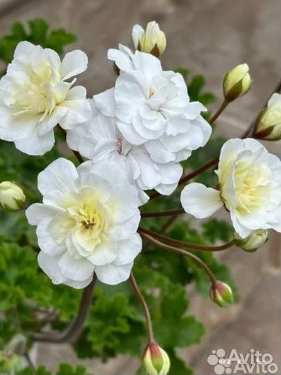 Та Лимончело,Ю Неточка Незванова,та Фиона