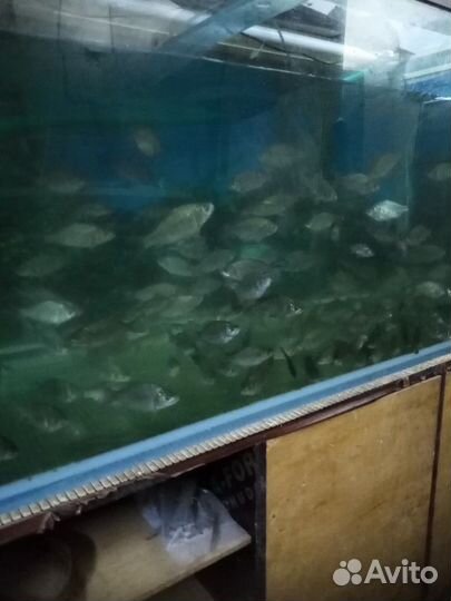 Живец карась