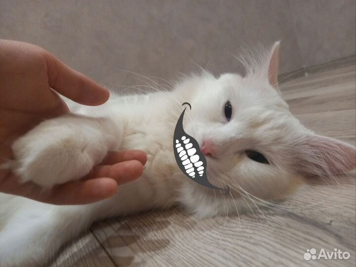 Курильский бобтейл