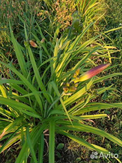 Многолетние цветы для сада