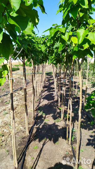 Цветы и саженцы с питомника