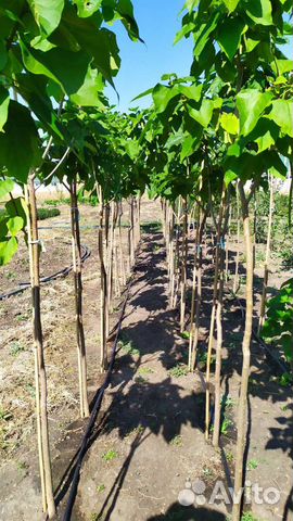 Цветы и саженцы с питомника