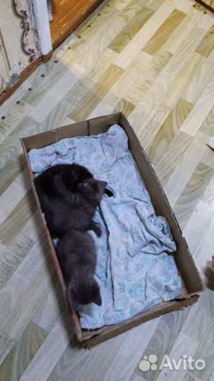 На Тагилстрое Отдадим котят в хорошие руки