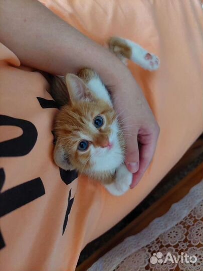 Передержка кошек