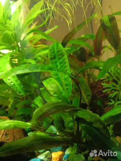 Гуппи, растения для аквариума