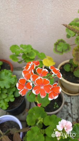 Пеларгония