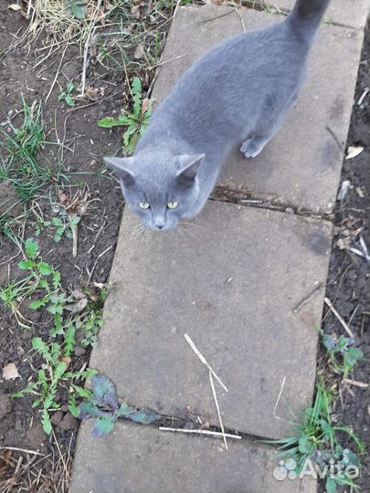 Помесь британца