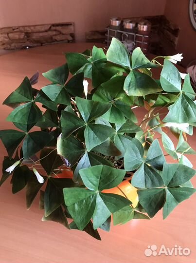 Кислица оксалис белая